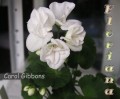 dimetris.com.ua:альбомы:sweet:carol_gibbons.jpg