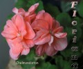 dimetris.com.ua:альбомы:sweet:chelmondiston.jpg