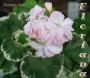 dimetris.com.ua:альбомы:sweet:chelsea_gem.jpg