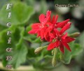 dimetris.com.ua:альбомы:sweet:cherry_cactus.jpg
