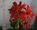 dimetris.com.ua:альбомы:sweet:chine.jpg