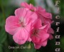 dimetris.com.ua:альбомы:sweet:deacon_clarion.jpg