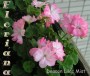 dimetris.com.ua:альбомы:sweet:deacon_lilac_mist.jpg