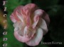 dimetris.com.ua:альбомы:sweet:deacon_picotee.jpg