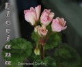 dimetris.com.ua:альбомы:sweet:deerwood_darling.jpg