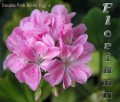 dimetris.com.ua:альбомы:sweet:double_pink_birds_eggs.jpg