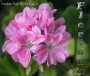 dimetris.com.ua:альбомы:sweet:double_pink_birds_eggs.jpg