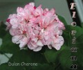 dimetris.com.ua:альбомы:sweet:dulan_cherone.jpg