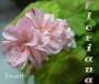 dimetris.com.ua:альбомы:sweet:elmsett.jpg