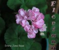 dimetris.com.ua:альбомы:sweet:emma_jane_read.jpg