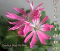 dimetris.com.ua:альбомы:sweet:exotica_graffiti_pink.jpg