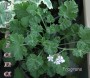 dimetris.com.ua:альбомы:sweet:fragrans.jpg