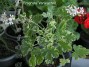 dimetris.com.ua:альбомы:sweet:fragrans_variegated.jpg
