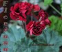 dimetris.com.ua:альбомы:sweet:garnet_rosebud.jpg