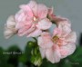 dimetris.com.ua:альбомы:sweet:great_bricett.jpg