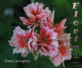 dimetris.com.ua:альбомы:sweet:gwen_levington.jpg