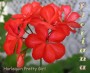 dimetris.com.ua:альбомы:sweet:harlequin_pretty_girl.jpg