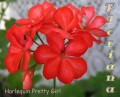 dimetris.com.ua:альбомы:sweet:harlequin_pretty_girl.jpg