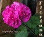 dimetris.com.ua:альбомы:sweet:highfields_fancy.jpg