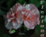 dimetris.com.ua:альбомы:sweet:jacey.jpg