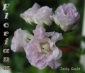 dimetris.com.ua:альбомы:sweet:jacky_gauld.jpg