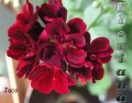 dimetris.com.ua:альбомы:sweet:jaco.jpg