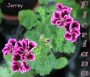 dimetris.com.ua:альбомы:sweet:jerrey.jpg
