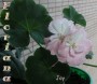 dimetris.com.ua:альбомы:sweet:joy.jpg
