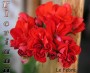 dimetris.com.ua:альбомы:sweet:le_febre.jpg