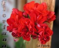dimetris.com.ua:альбомы:sweet:le_febre.jpg