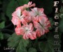 dimetris.com.ua:альбомы:sweet:lenore.jpg