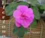 dimetris.com.ua:альбомы:sweet:lilac_thender.jpg