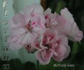 dimetris.com.ua:альбомы:sweet:milfield_gem.jpg