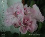 dimetris.com.ua:альбомы:sweet:milfield_gem.jpg