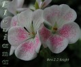 dimetris.com.ua:альбомы:sweet:mrs.j.j.knight.jpg