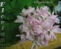 dimetris.com.ua:альбомы:sweet:mrs.salter_bevis.jpg
