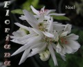 dimetris.com.ua:альбомы:sweet:noel.jpg