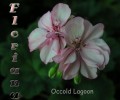 dimetris.com.ua:альбомы:sweet:occold_lagoon.jpg