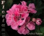 dimetris.com.ua:альбомы:sweet:orchid_paloma.jpg