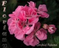 dimetris.com.ua:альбомы:sweet:orchid_paloma.jpg