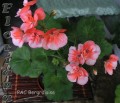 dimetris.com.ua:альбомы:sweet:pac_bergralaise.jpg