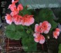 dimetris.com.ua:альбомы:sweet:pac_bergralaise.jpg