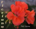 dimetris.com.ua:альбомы:sweet:pac_sabine.jpg