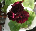 dimetris.com.ua:альбомы:sweet:pac_tomcat.jpg