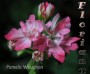 dimetris.com.ua:альбомы:sweet:pamela_waughan.jpg