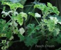 dimetris.com.ua:альбомы:sweet:peach_cream.jpg