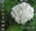 dimetris.com.ua:альбомы:sweet:petite_blanche.jpg