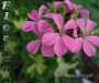 dimetris.com.ua:альбомы:sweet:pink_happy_trought.jpg