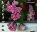 dimetris.com.ua:альбомы:sweet:pink_rosebud.jpg