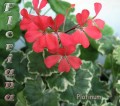 dimetris.com.ua:альбомы:sweet:platinum.jpg